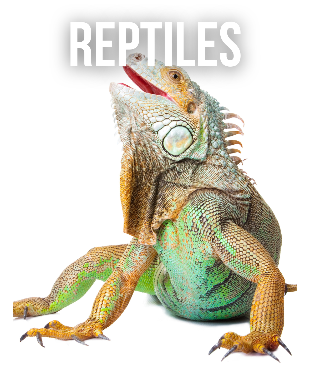 Reptiles