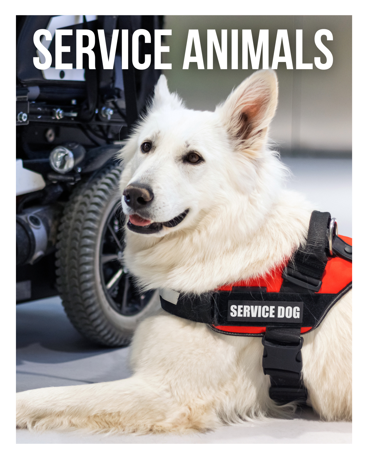 SERVICE ANIMALS