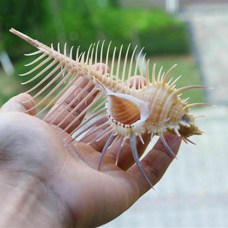 Exquisite Oceanic Conch Shell Decorative Aquarium Fish Specimen-3