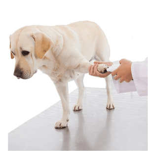 Pawperfect Pet Nail Care System: The Stress-Free Solution For Happy Paws-1