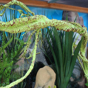 Tropical Rainforest Reptile Habitat Kit-5