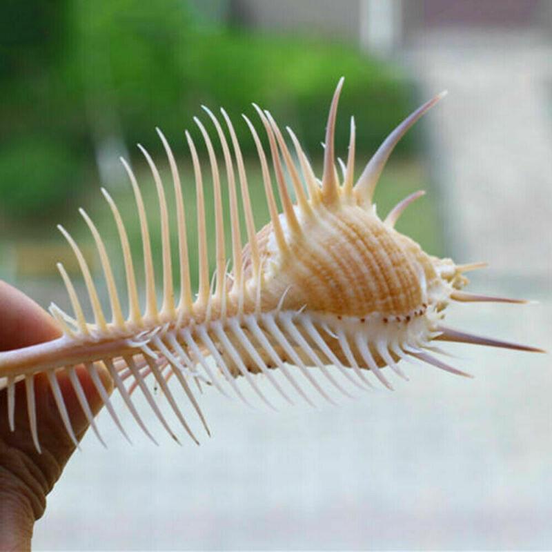 Exquisite Oceanic Conch Shell Decorative Aquarium Fish Specimen-2