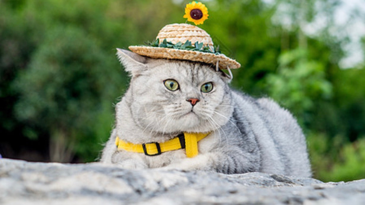 Sunflower Hat for pets-0