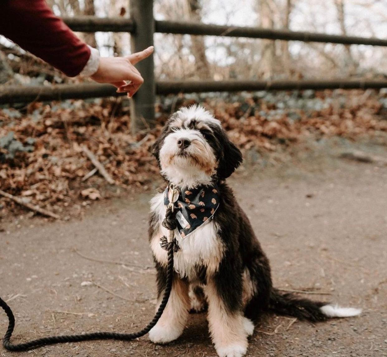 ROPE LEASH - OMBRE BLACK-2