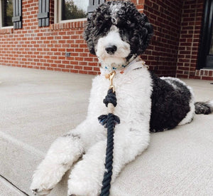 ROPE LEASH - OMBRE BLUE-4