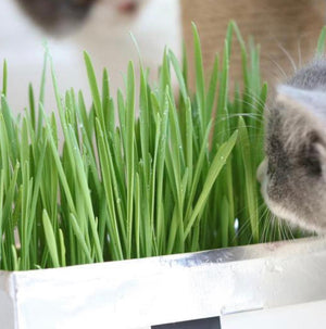 [SALE] All-In-One Cat Grass Kit-2