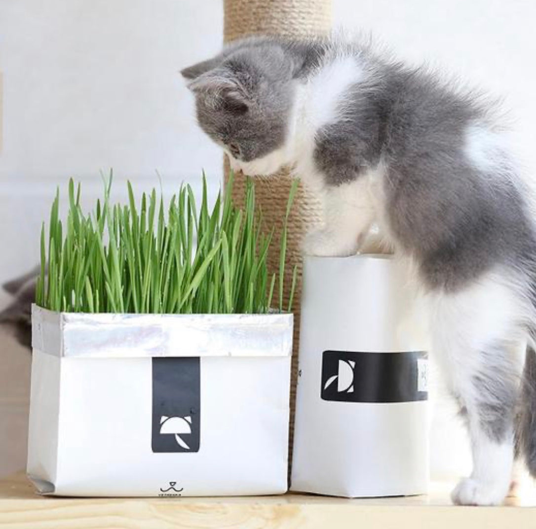 [SALE] All-In-One Cat Grass Kit-0