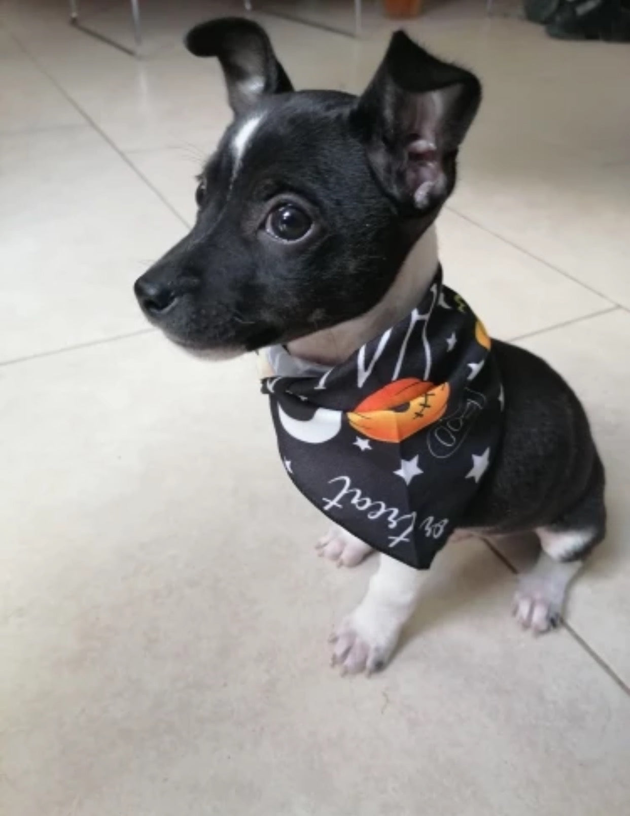 HOT SALES Halloween style bibs for pets-3