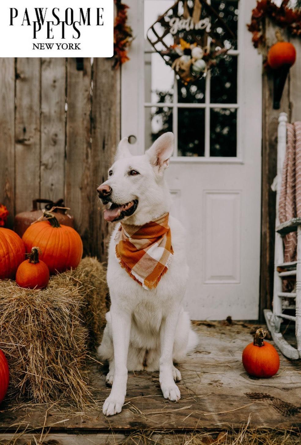 BANDANA - PUMPKIN-1