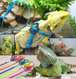 Lizard Adventure Harness And Leash Set-0