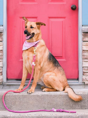 Dog Rope Leash - Cranberry-4