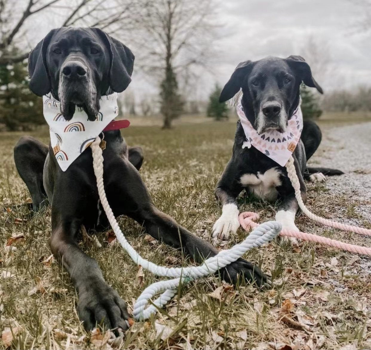 Dog Rope Leash - Soda Bubbles-3