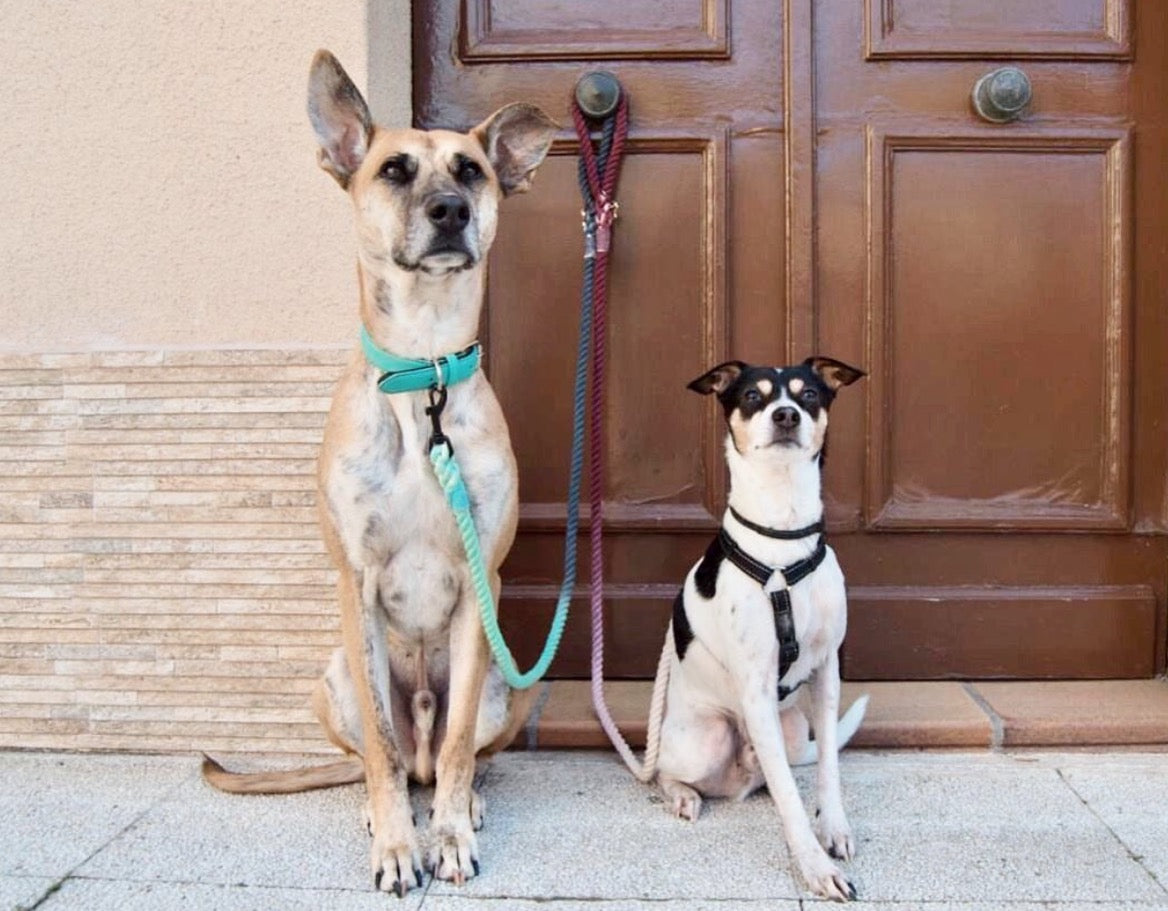 ROPE LEASH - HAWAII VIBES-2