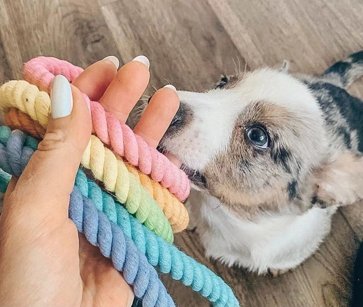 Dog Rope Leash - Rainbow Vibes-1