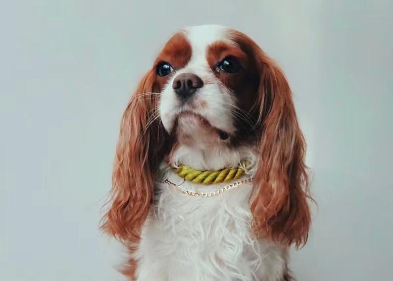 Cotton Rope Collar With Lightweight Gold Chain - Ombré Green-3