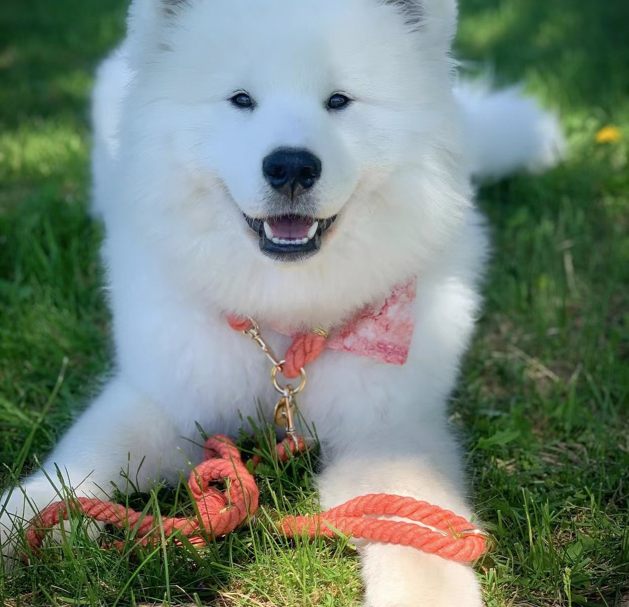 Cotton Rope Collar With Lightweight Gold Chain - Strawberry Love-1