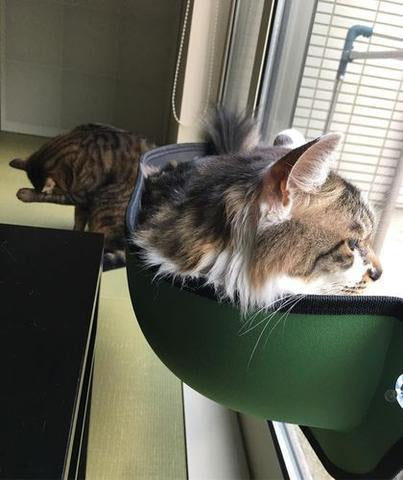 Window Mounted Cat Perch-2