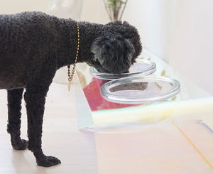 The Holographic Aurora Elevated Pet Feeding Table (PREORDER)-8