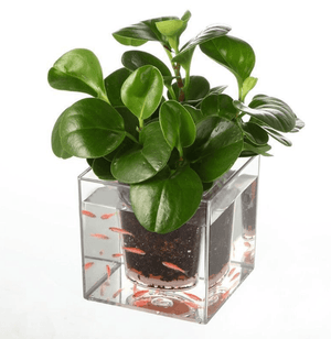 Self-Watering Transparent Flowerpot: The Sustainable Solution For Home Gardening-0