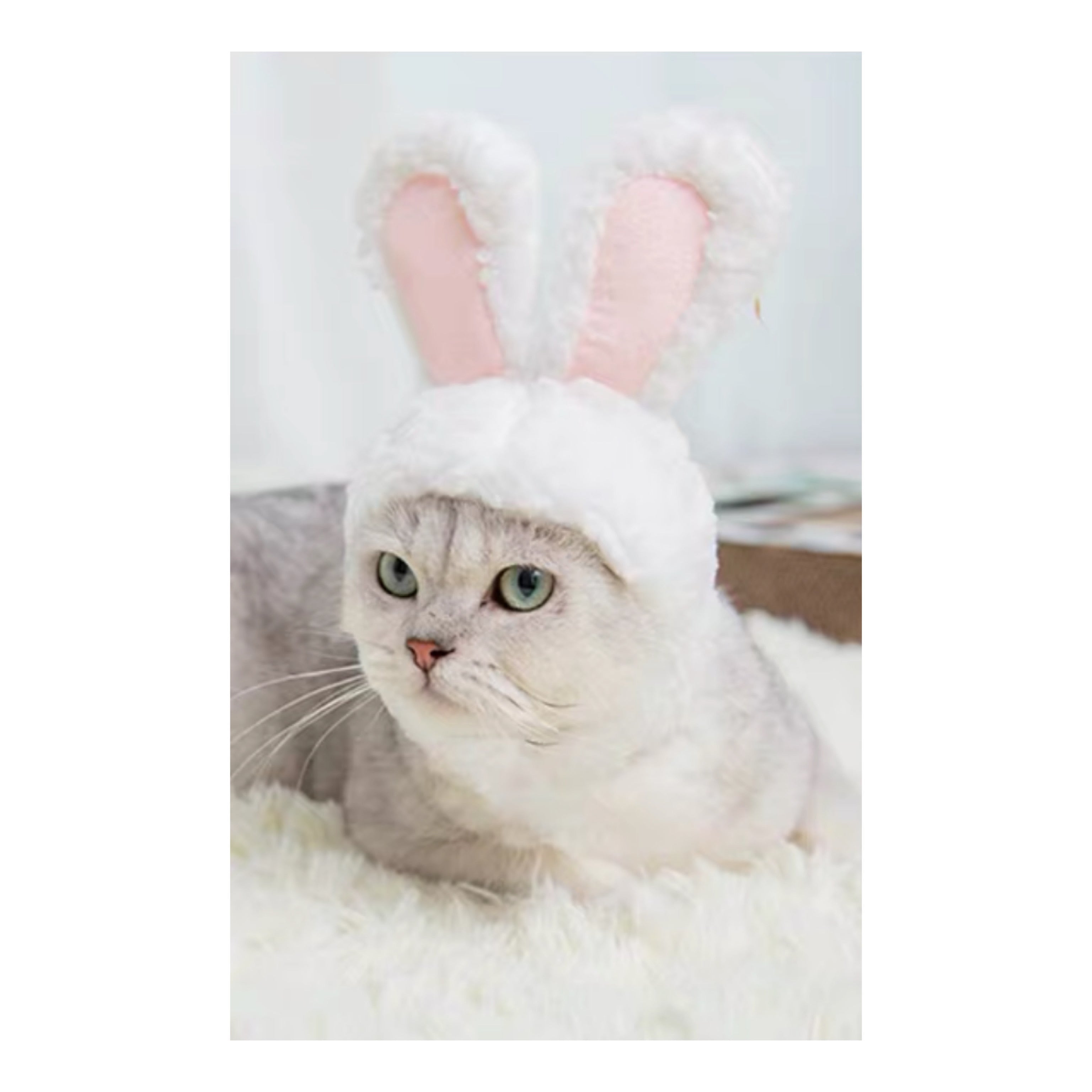 Bunny Bonnet For pets-0