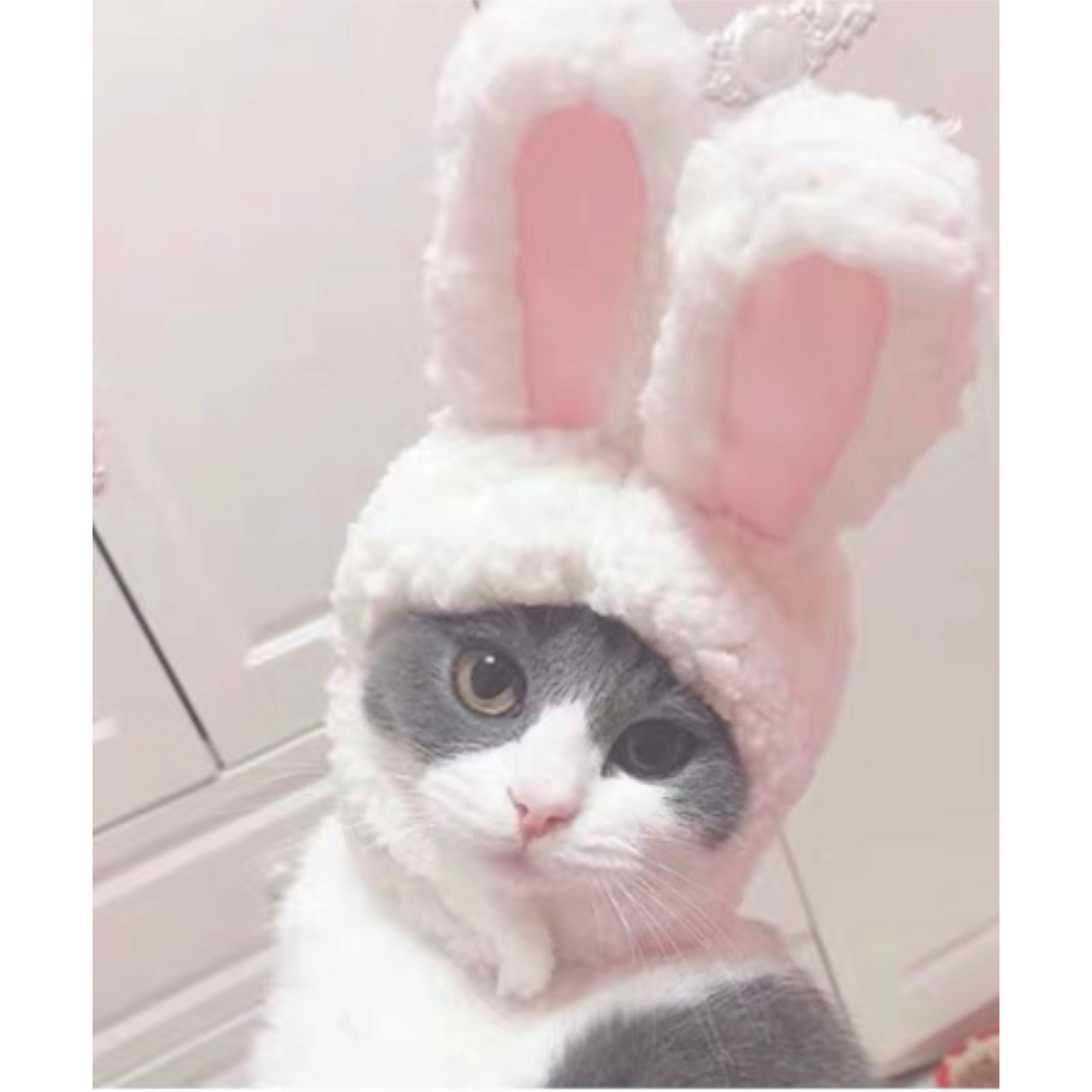 Bunny Bonnet For pets-1