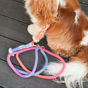 HANDS FREE DOG ROPE LEASH - PALETTE-1