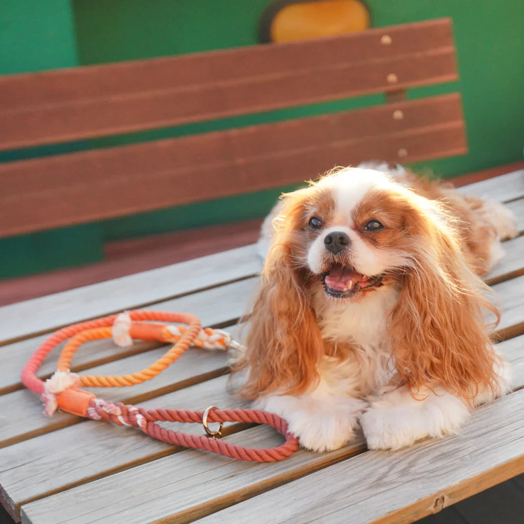 ROPE LEASH - MAPLE-1