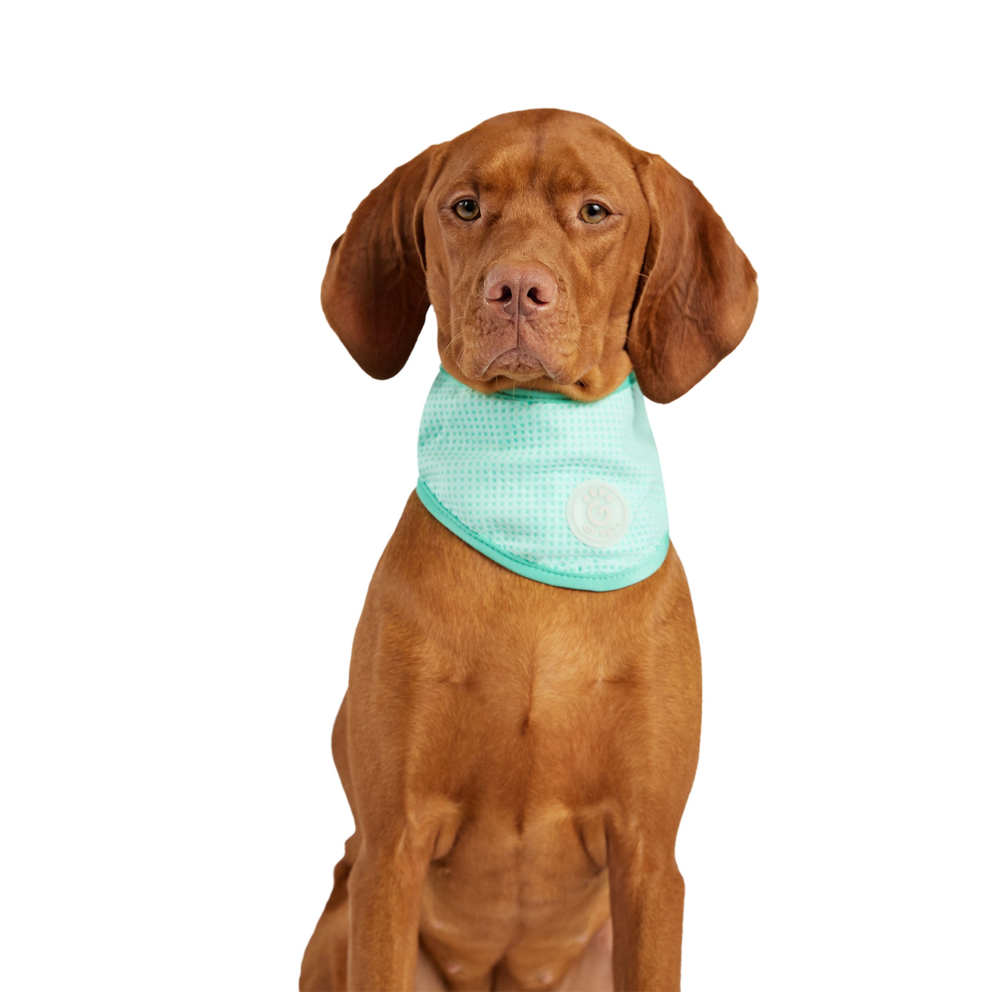 ICE BAND - Dog Cooling Bandana - Aqua-0