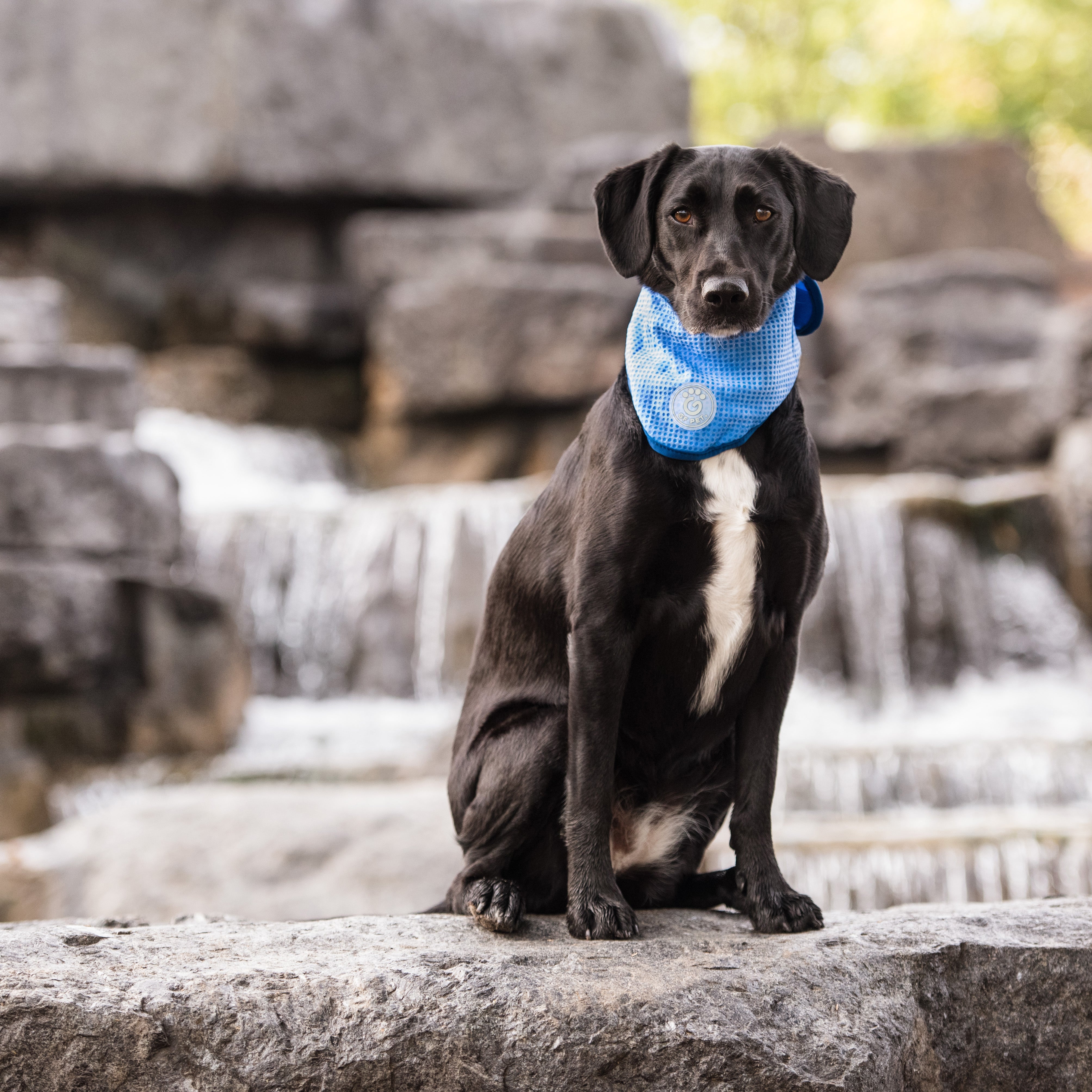 ICE BAND - Dog Cooling Bandana - Blue-3