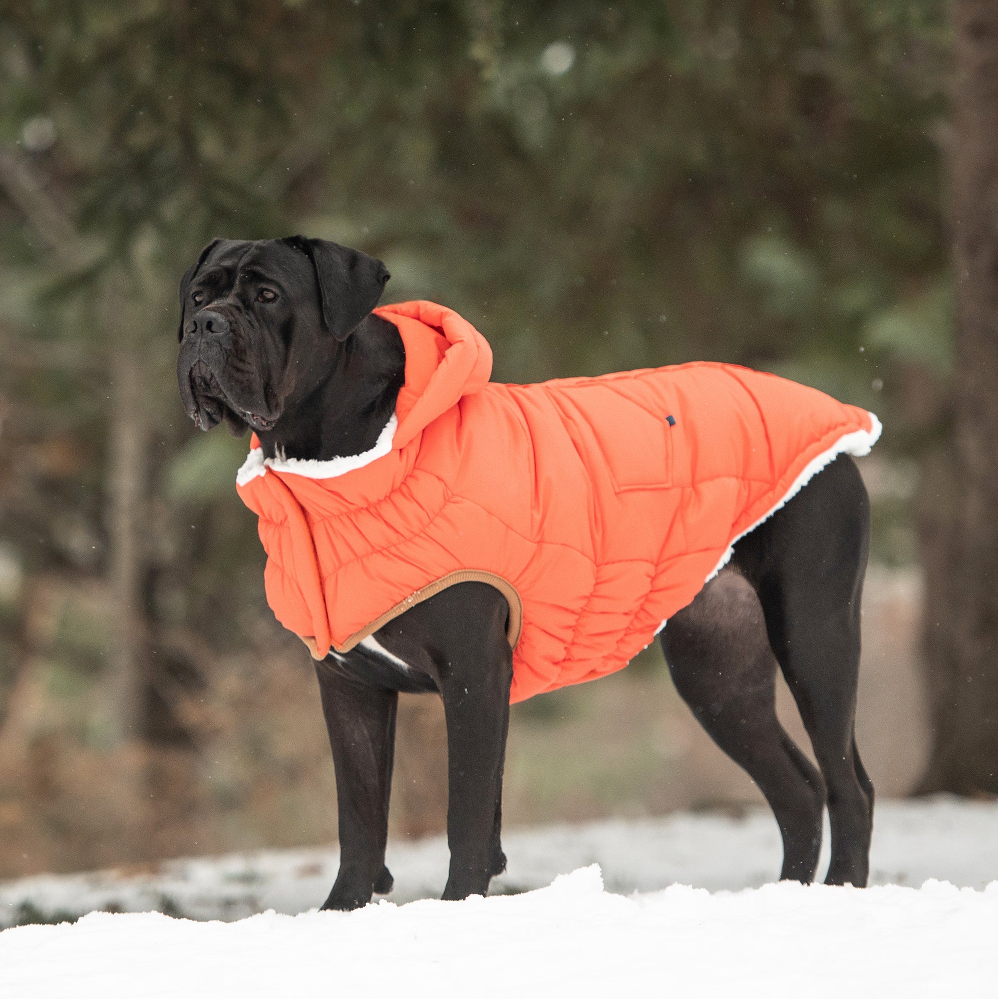 The Puff Parka - Orange-4