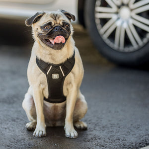 Travel Harness - Black-3