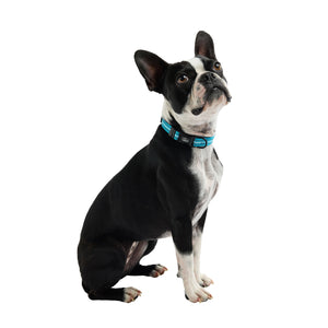 Reflective Collar - Neon Blue-1