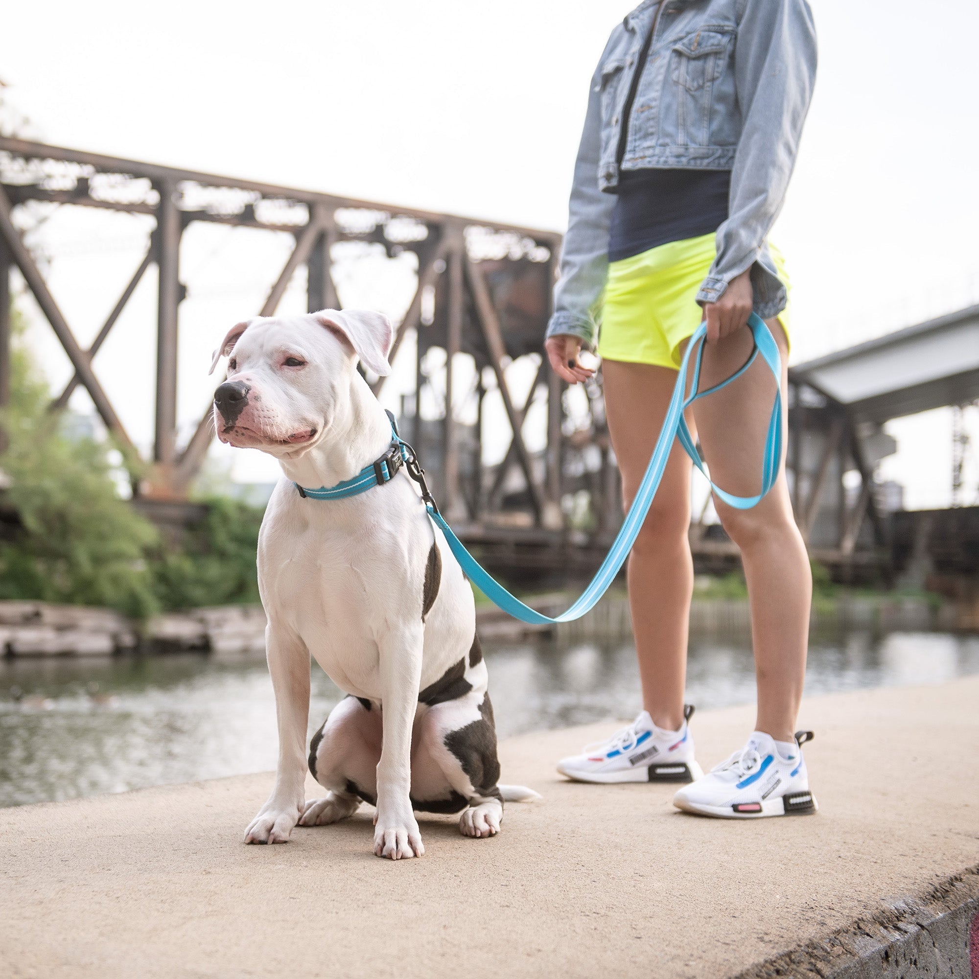 Reflective Collar - Neon Blue-3