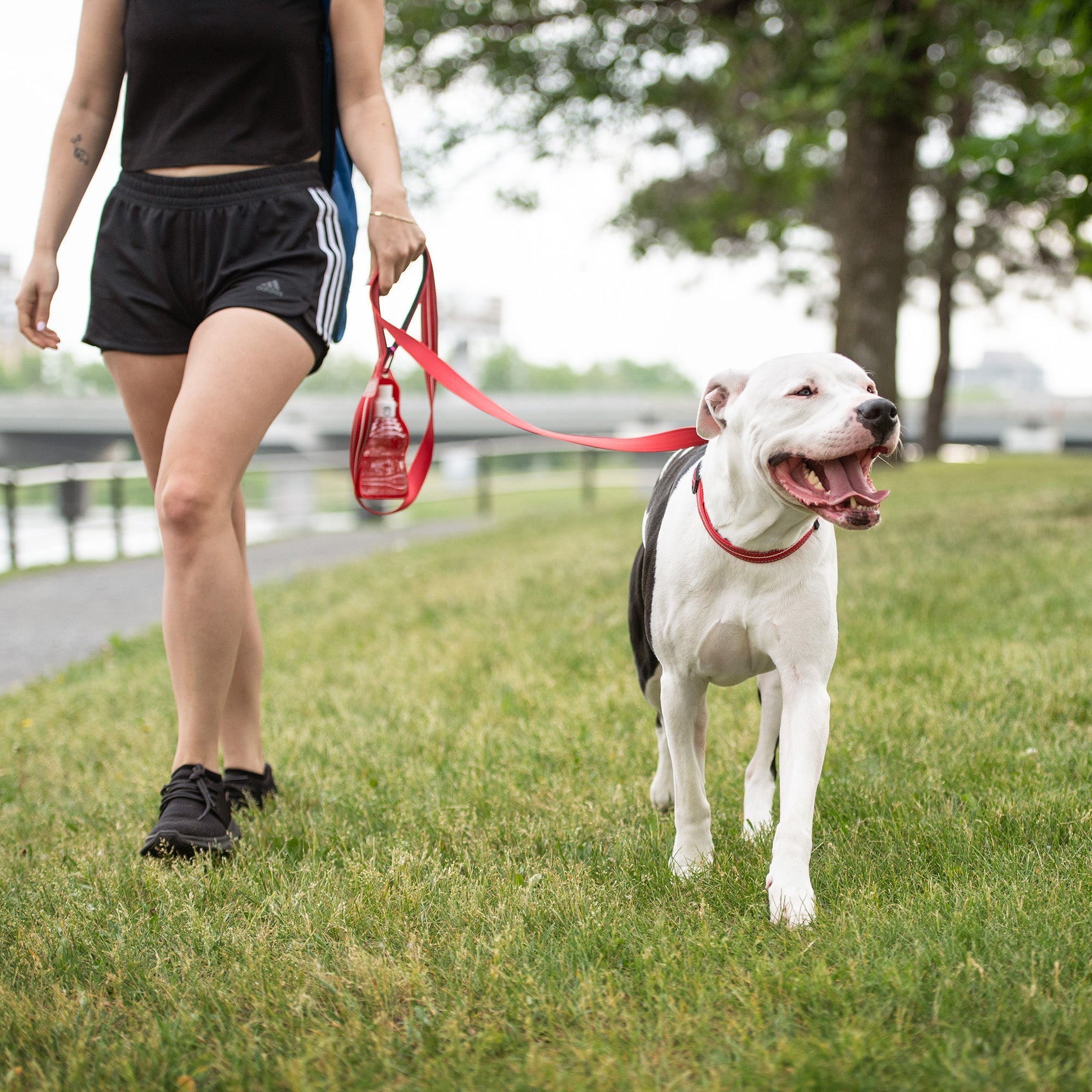 Reflective Collar - Red-2