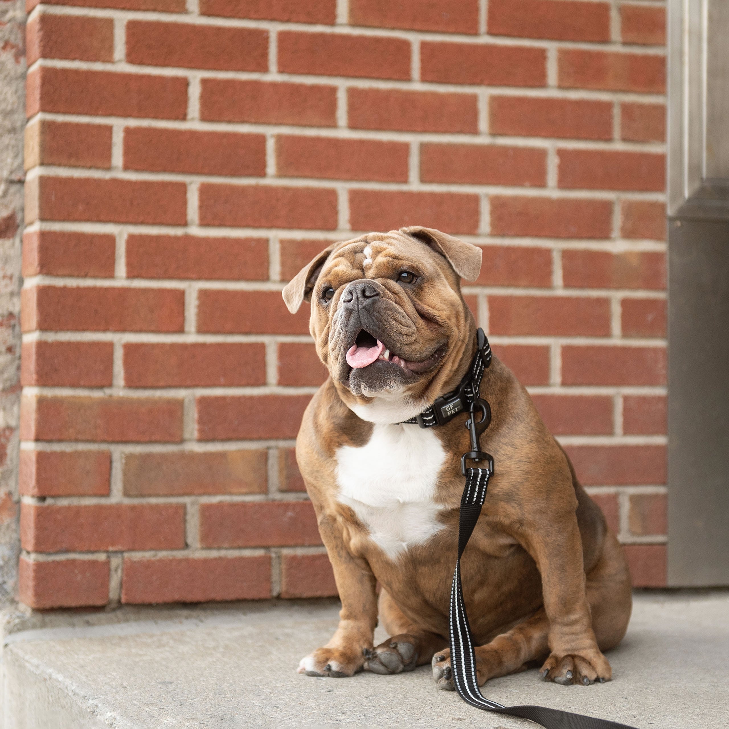 Reflective Leash - Black-2