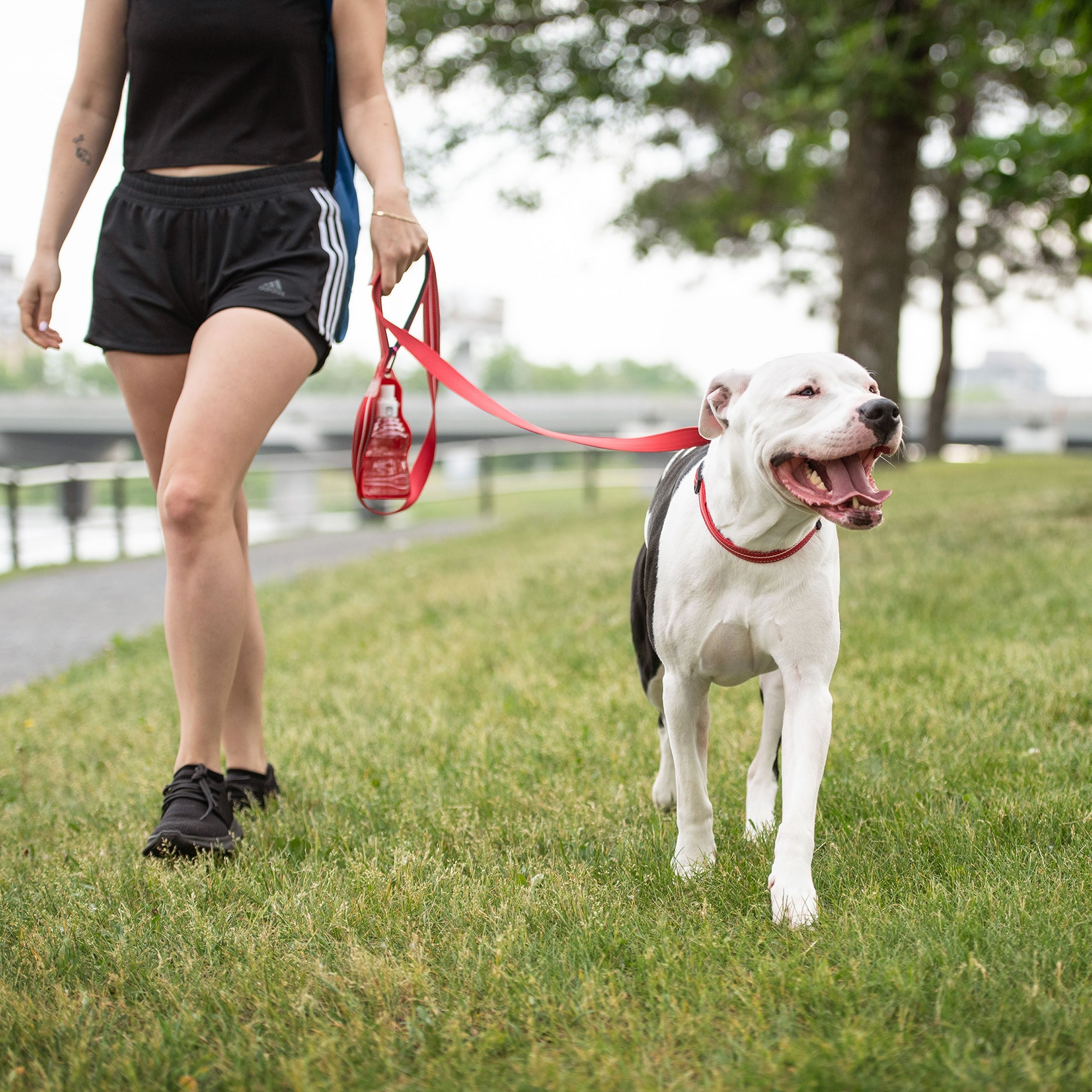 Reflective Leash - Red-1