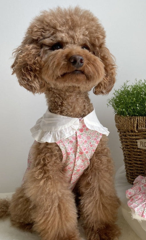 Floral Bohemian Dog Dress-4