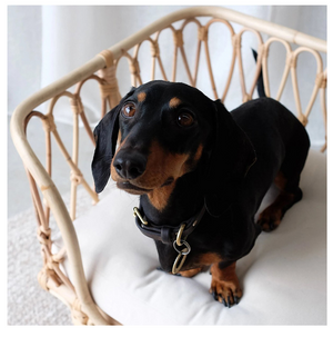 The Saski Rattan Dog Bed - Pre Order-4