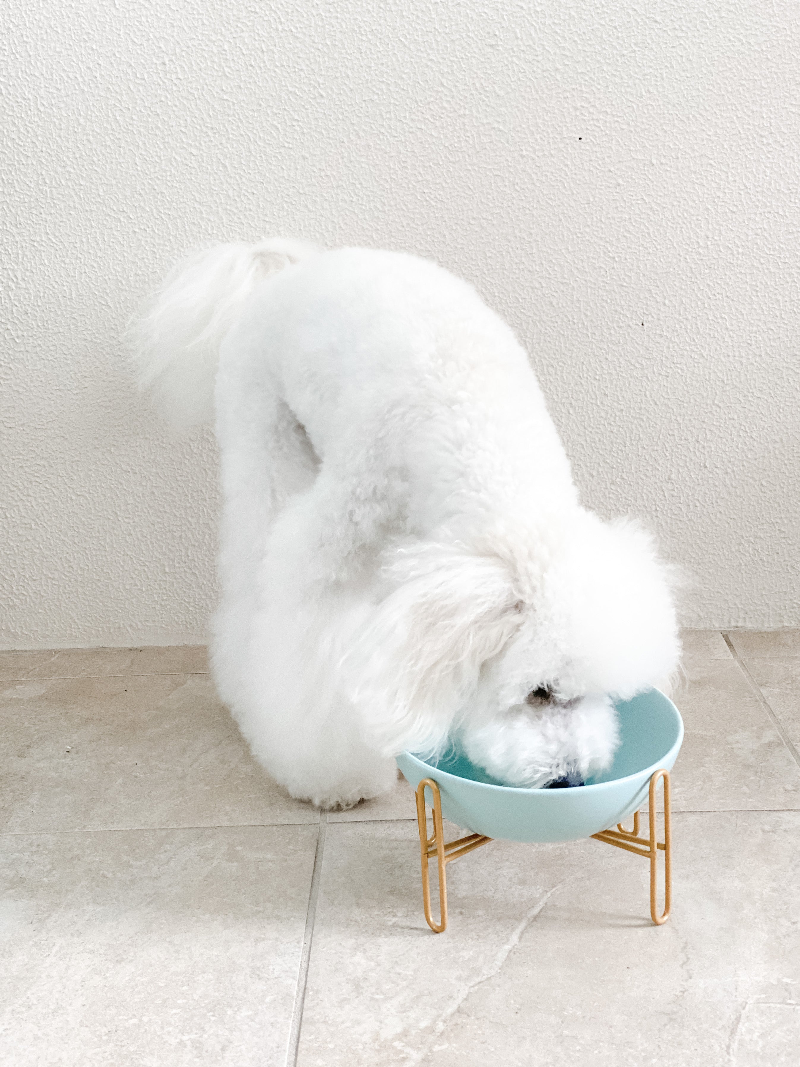 Bronze Stand Ceramic Pet Bowl in Tiffany-1