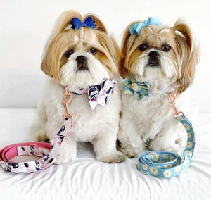 Daisy Flower Collar & Lead Set-1