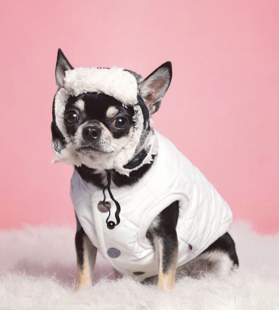 Padded Luxe Dog Vest - White-1