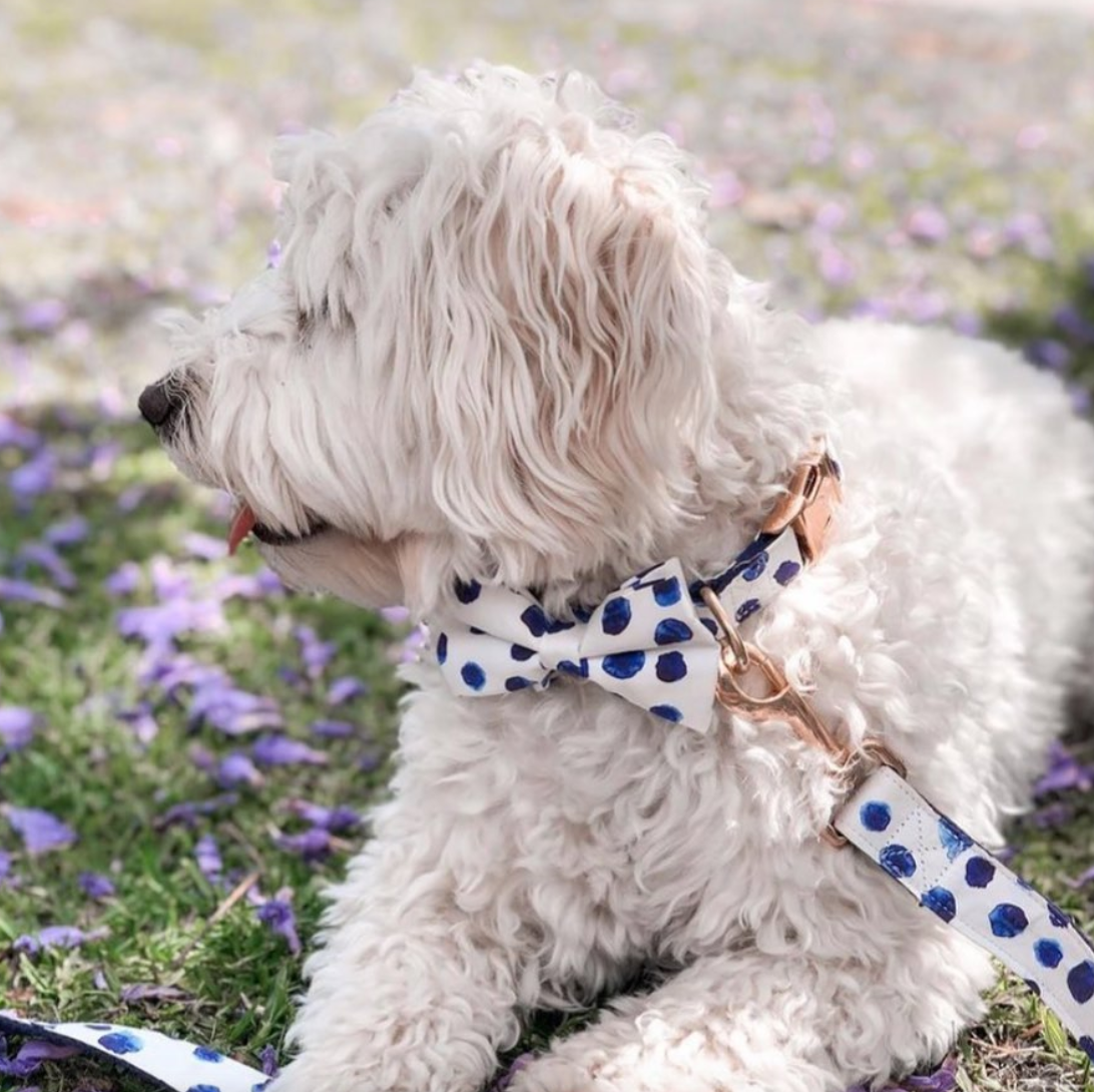 Polka Dot Bow Collar-1