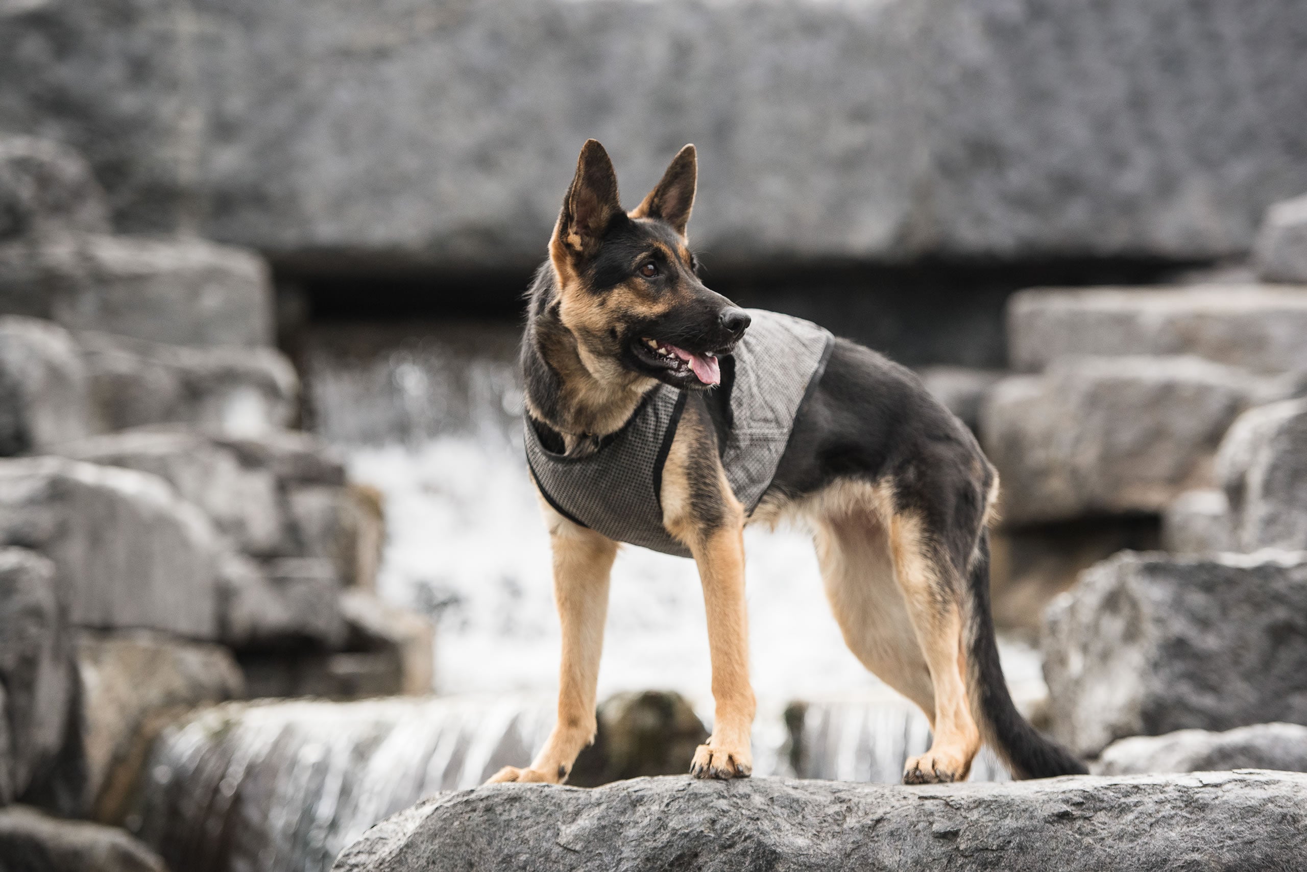 US Army Dog Cooling Vest - Grey-1