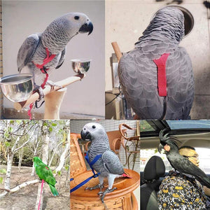 Bird Freedom Harness: Fly And Explore With Your Feathered Friend-5