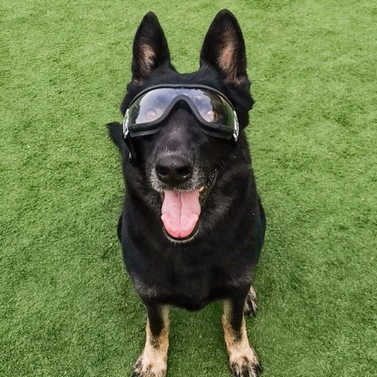 Large dog-ink sunglasses-1