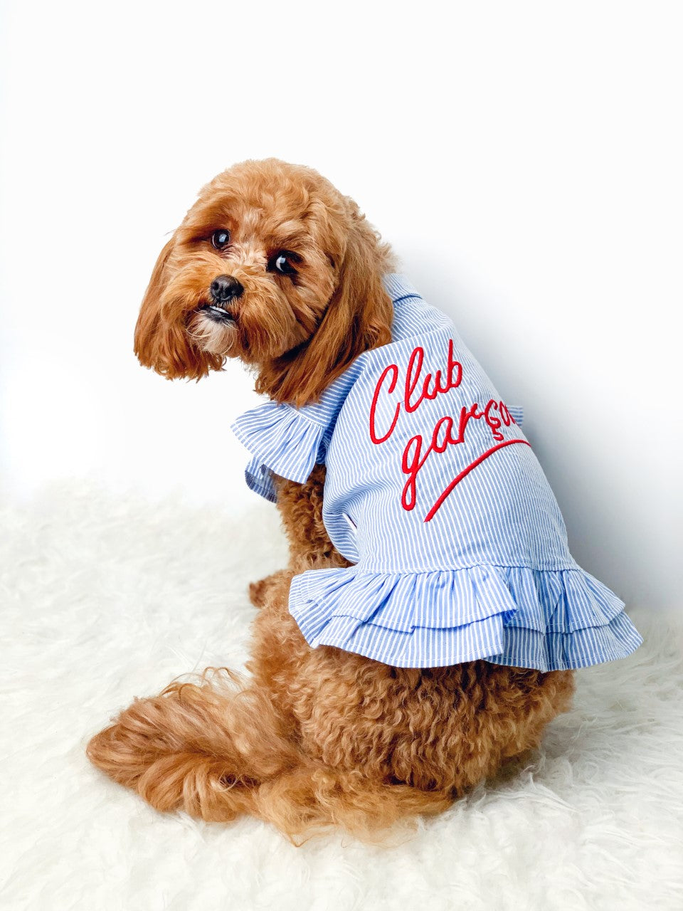 Light Denim Dog Dress-1